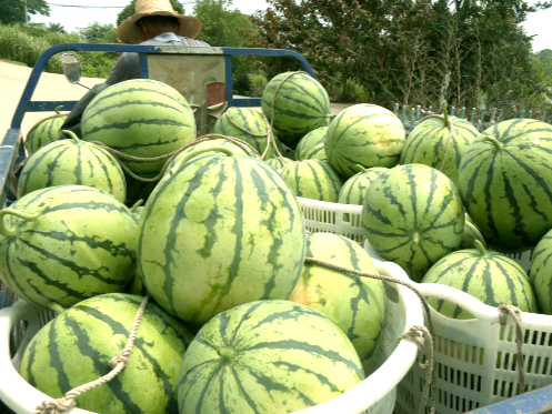 君山區：又是一年“吃瓜”季 崇慶村的西瓜成熟啦！